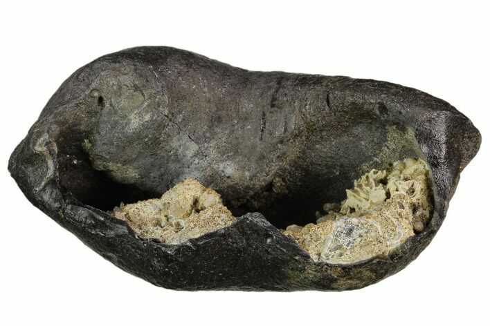 Fossil Whale Ear Bone - Miocene #130236